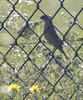 Blue Grosbeak female